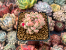 Echeveria 'Mebina' Variegated 1" Succulent Plant