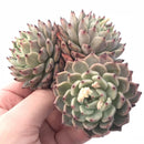 Echeveria Sp Cluster 5” Rare Succulent Plant