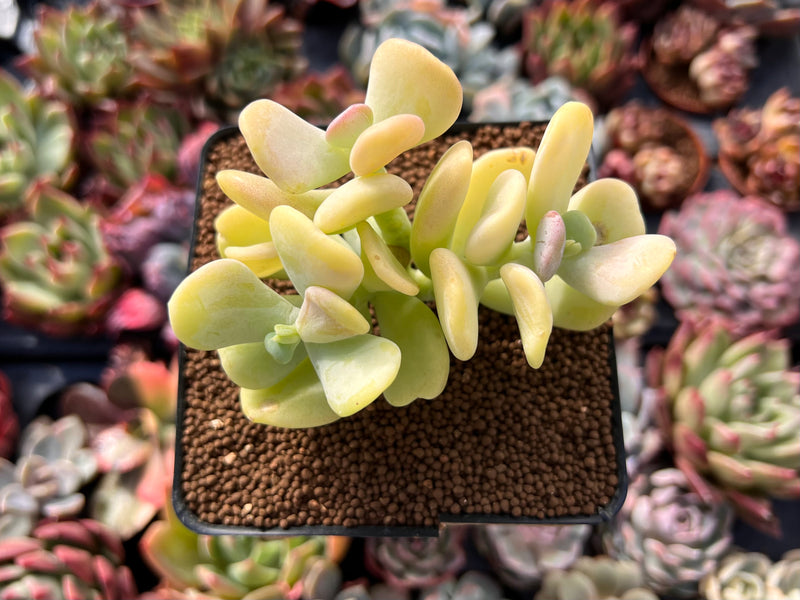 Sedum Allantoides 'Banana Beauty' 3" Cluster Succulent Plant