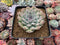 Echeveria 'Hearts Choice' 3"-4" Succulent Plant