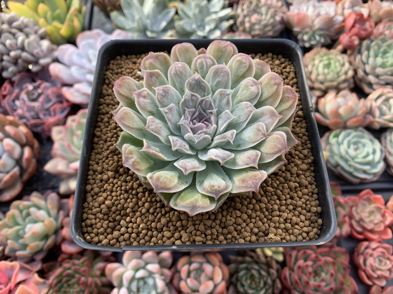 Echeveria 'Hearts Choice' 3"-4" Succulent Plant