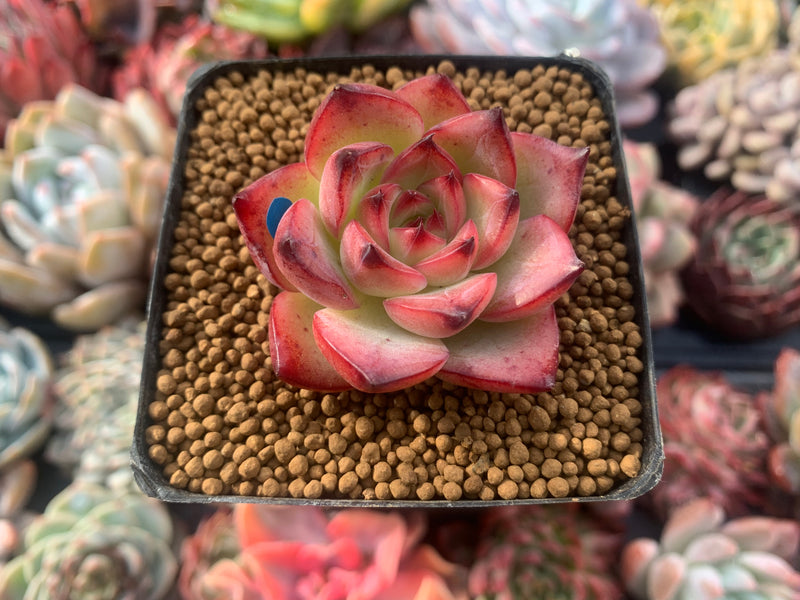 Echeveria Agavoides 'Fire Pillar' 1"-2" Succulent Plant