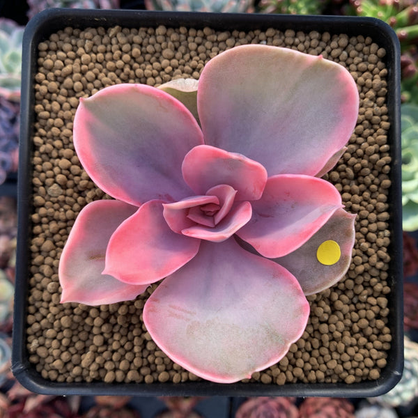 Echeveria 'Rainbow' Variegated 3" Succulent Plant