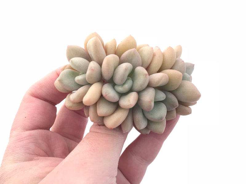 Echeveria White Americano Cluster 3” Rare Succulent Plant