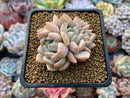 Echeveria 'Polar Bear' Small 2" Succulent Plant