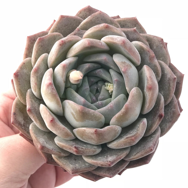 Echeveria Helena Large 4” Rare Succulent Plant