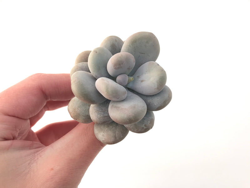 Pachyphytum 'Oviferum' sp. 2 " Large Succulent Plant