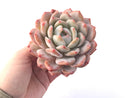 Echeveria 'Orange Monroe' 4" Large Powdery Succulent Plant