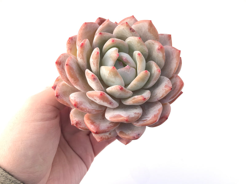 Echeveria 'Orange Monroe' 4" Large Powdery Succulent Plant