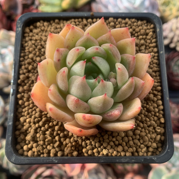 Echeveria Agavoides 'Timmo' 3" Succulent Plant