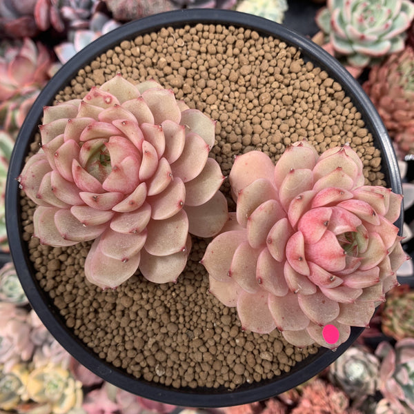 Echeveria 'Ben Badis' 5" Double Headed Succulent Plant