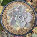 Graptopetalum 'Purple Delight' Variegated 4" Succulent Plant