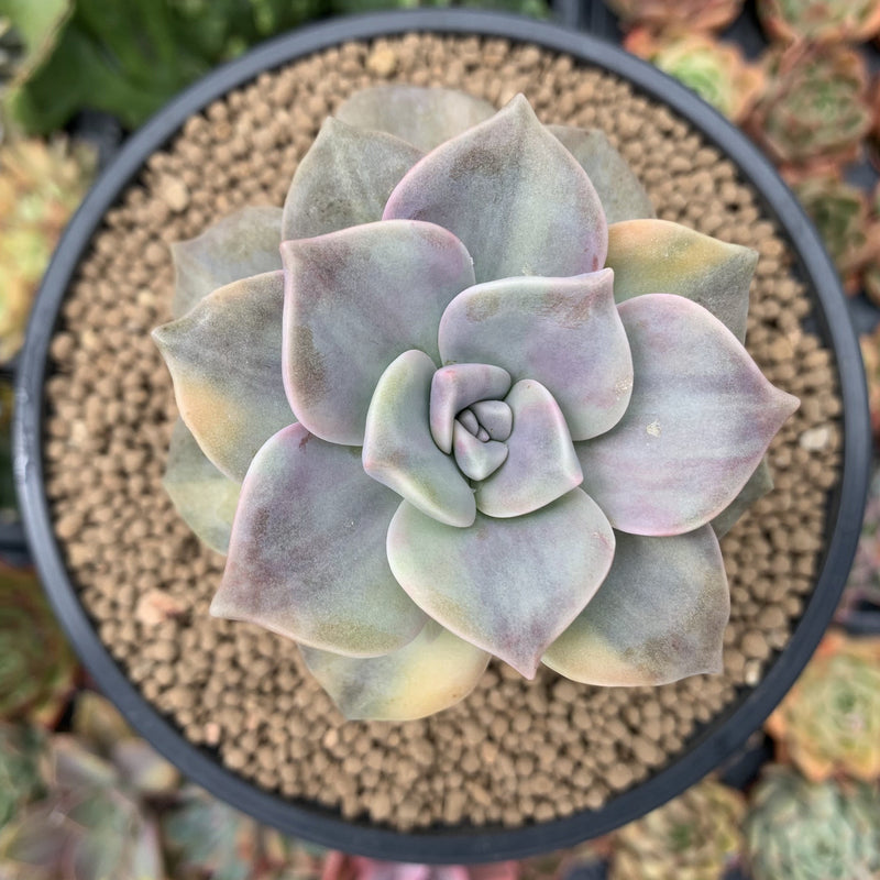 Graptopetalum 'Purple Delight' Variegated 4" Succulent Plant