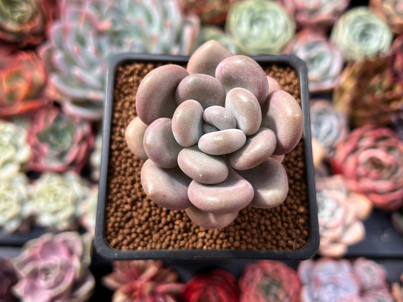 Pachyphytum Oviferum 'Tsukibijin' 2" Succulent Plant