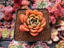 Echeveria 'Apple' 2" Succulent Plant