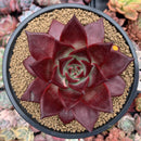 Echeveria Agavoides 'Lumming' 5" Large Succulent Plant