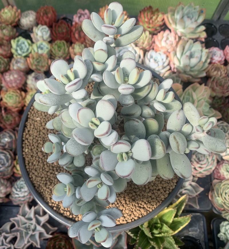 Cotyledon 'Orbiculata' Cluster 7" Large Succulent Plant