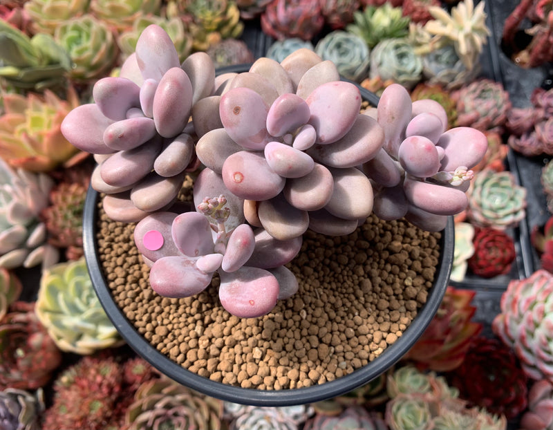 Graptopetalum 'Amethystinum' 4" Cluster Succulent Plant