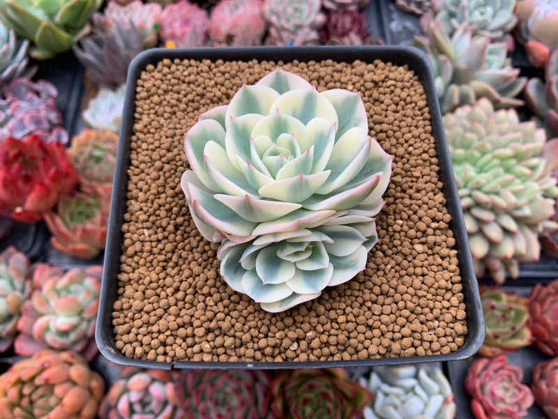 Echeveria 'Compton Carousel' 2"-3" Succulent Plant