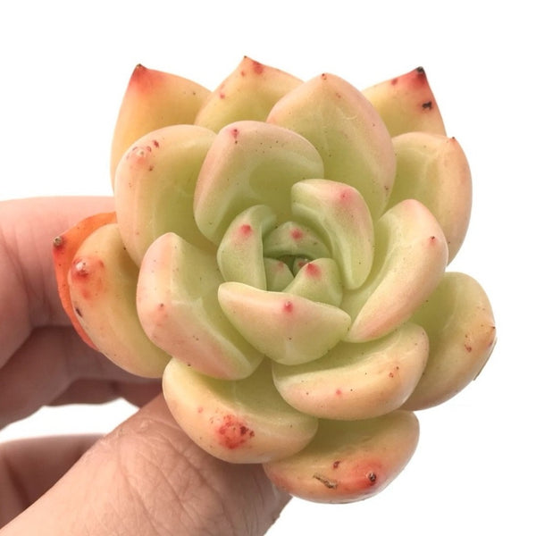 Echeveria 'White Champagne' 1"-2" Rare Succulent Plant