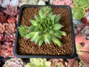 Sempervivum Trumpet Mutation 1" Succulent Plant