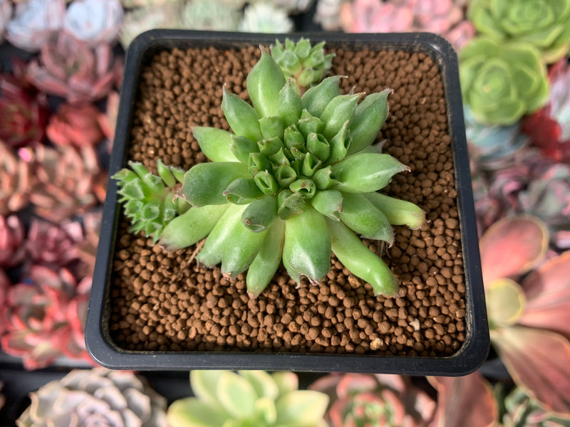 Sempervivum Trumpet Mutation 1" Succulent Plant