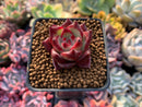 Echeveria Agavoides 'Blue Saffron' 1' New Hybrid Succulent Plant