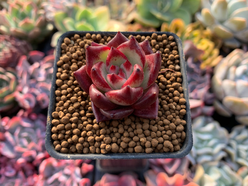 Echeveria Agavoides 'Blue Saffron' 1' New Hybrid Succulent Plant