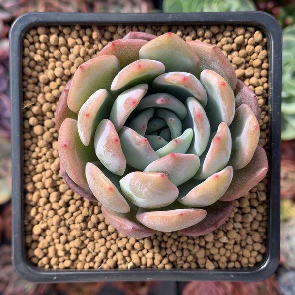 Echeveria 'Starmark' 3" Succulent Plant