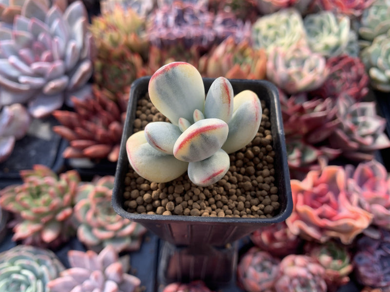 Cotyledon 'Orbiculata' 2" Variegated Succulent Plant