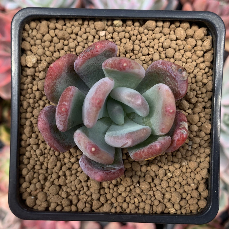 Pachyveria sp. 2" Succulent Plant