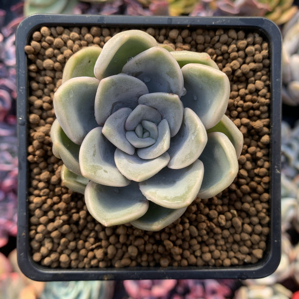 Echeveria 'Happy Day' 2" Succulent Plant