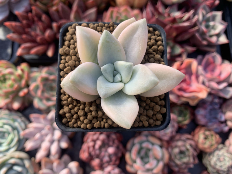 Graptopetalum 'Paraguayensis Awayuki' 1" Succulent Plant