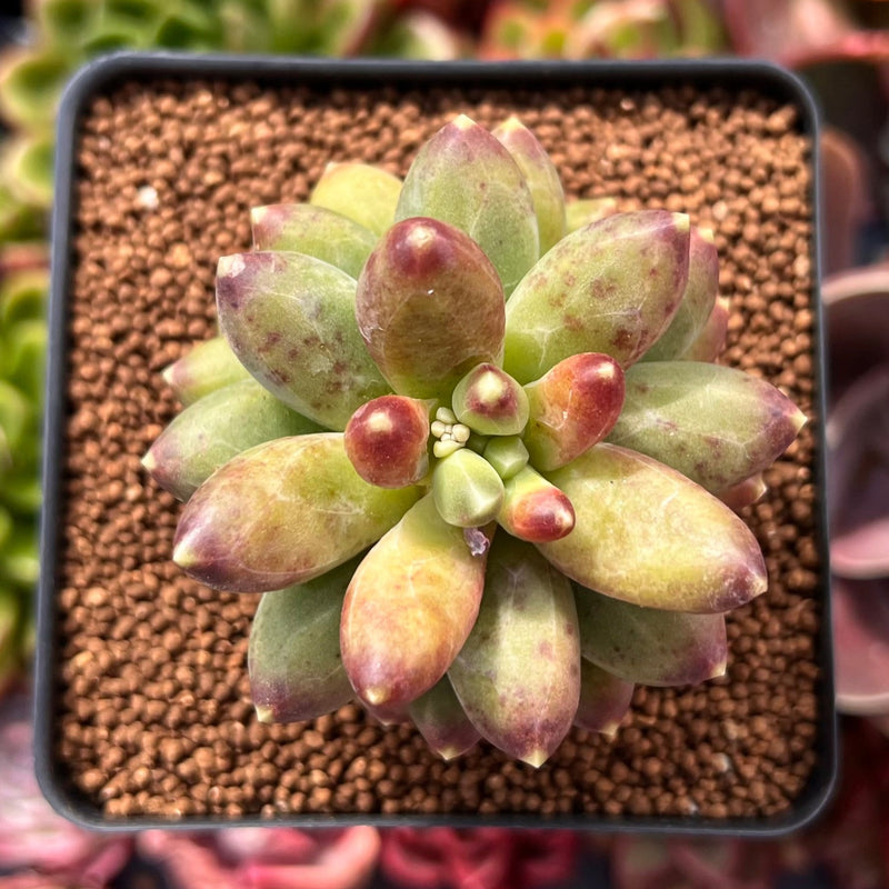 Pachyphytum 'Compactum' 1"-2" Succulent Plant