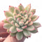 Echeveria Mebina Variegated Small 2” Rare Succulent Plant