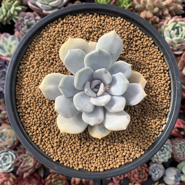 Echeveria 'Tiramisu' 3" Powdery Succulent Plant