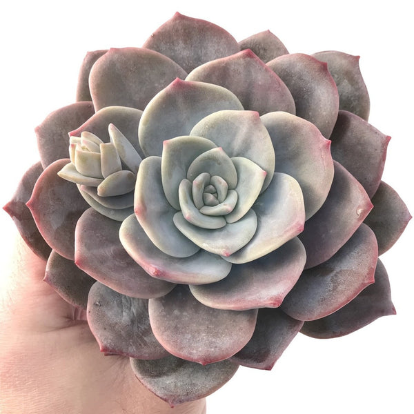 Echeveria 'Bianca' 5" Large Succulent Plant