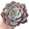 Echeveria 'Bianca' 5" Large Succulent Plant