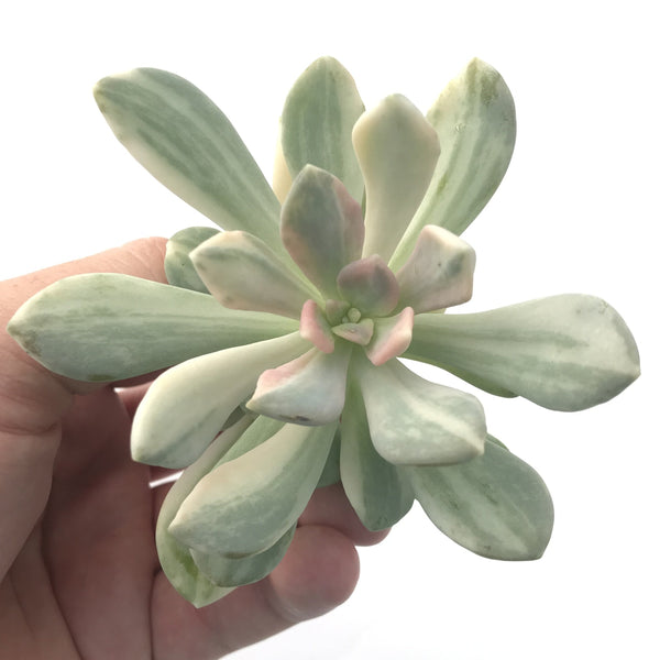 Pachyveria 'Pachyphytoides' Variegated 2"-3" Succulent Plant