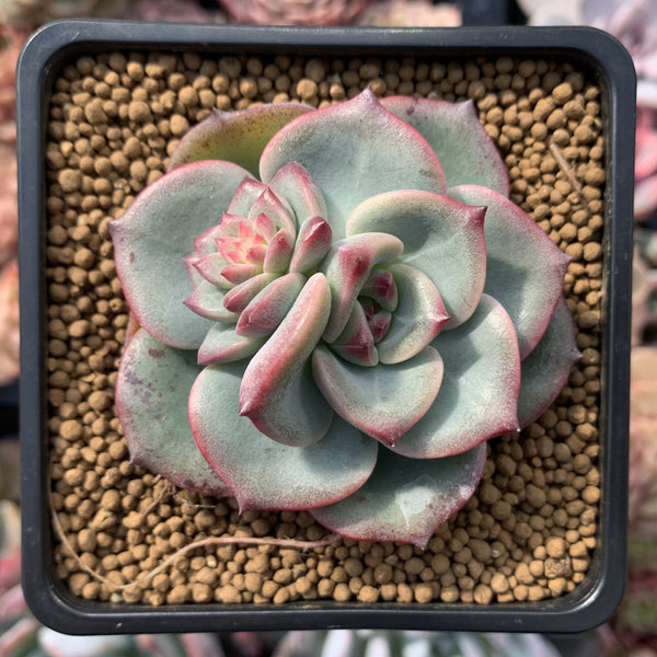 Echeveria 'Sensation' 2" Succulent Plant