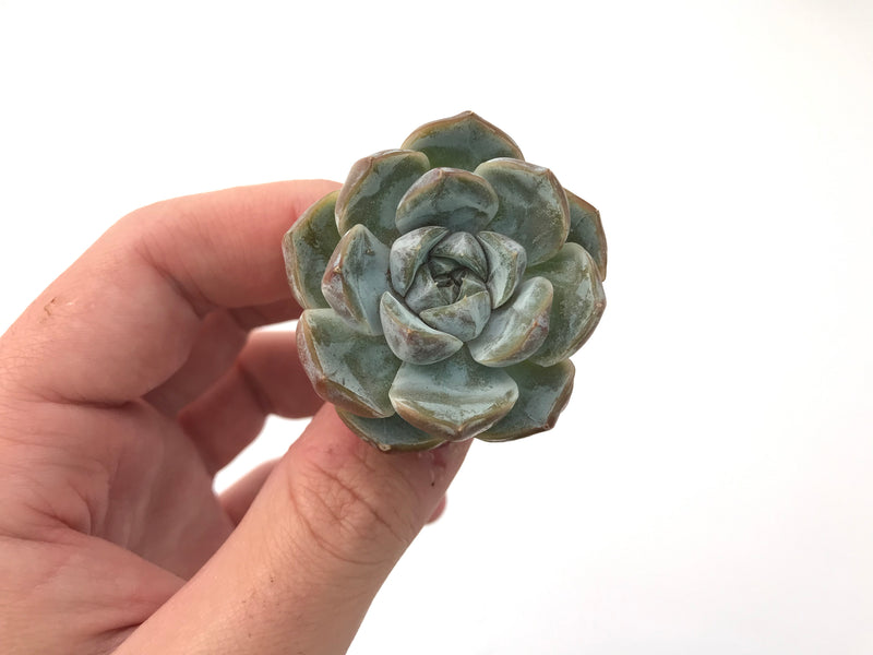 Echeveria 'Snow Bunny' 1" Powdery Succulent Plant