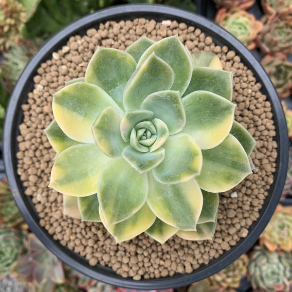 Graptoveria 'Harry Watson' Variegated 3"-4" Succulent Plant