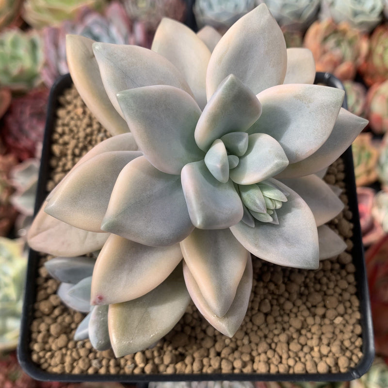 Graptopetalum 'Paraguayense' Variegated 3" Succulent Plant