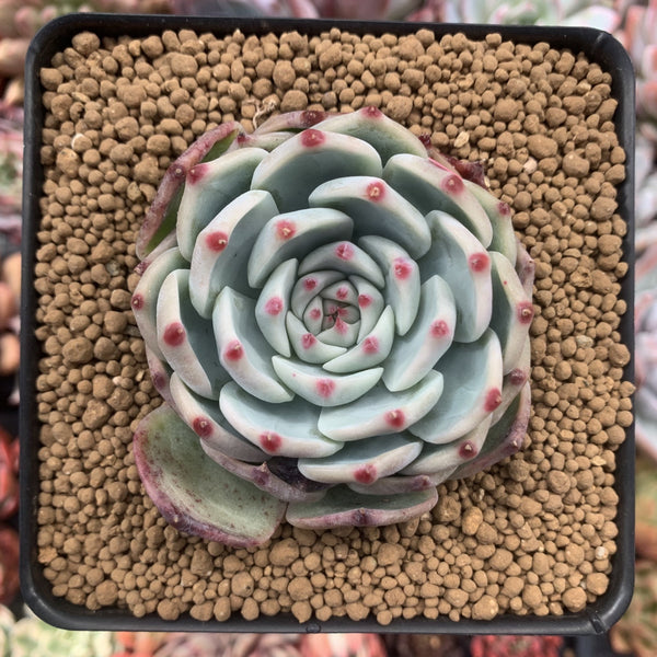 Echeveria 'Chihuahuaensis' 3"-4" Succulent Plant