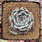 Echeveria 'Chihuahuaensis' 3"-4" Succulent Plant