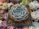 Echeveria 'White One' 3” Powdery Succulent Plant