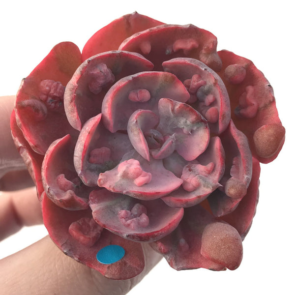 Echeveria 'Beyonce' Hearts Delight Variegated 3" Rare Succulent Plant