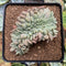 Echeveria 'Ariel' Crested 4" Succulent Plant