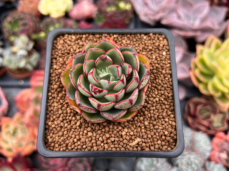 Graptoveria 'Sprite Angel' 1" Succulent Plant