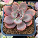 Echeveria 'Dark Chocolate' 2" Succulent Plant